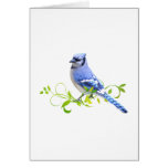 Blue Jay Bird Greeting Cards