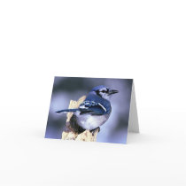 Blue Jay Bird Lovers