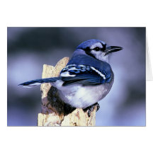 Blue Jay Bird Lovers Greeting Cards
