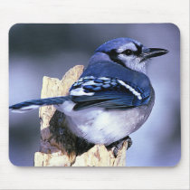 Blue Jay  Bird Lovers