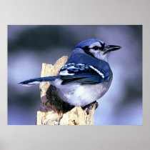 Blue Jay Bird Lovers