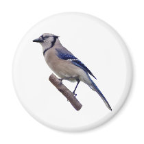 Blue Jay Bird Refrigerator Magnet