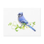 Blue Jay Bird Post Card