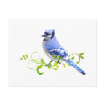 Blue Jay Bird postcards