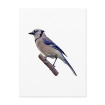 Blue Jay Bird Postcards