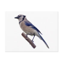 Blue Jay Bird Post Cards
