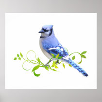 Blue Jay Bird Poster