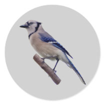 Blue Jay Bird Stickers