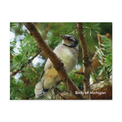 Blue Jay - Birds of Michigan Postcard by shellmart