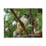 Blue Jay - Birds of Michigan postcards