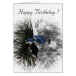 Blue Jay Birthday Card