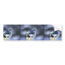 Blue jay bumper sticker