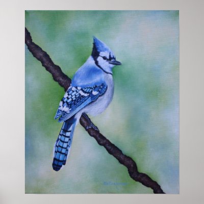 Blue Jay Canvas Print by MartiArt