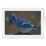 Blue Jay cards
