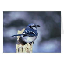 Blue jay greeting cards