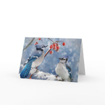Blue Jay Christmas Greeting Card