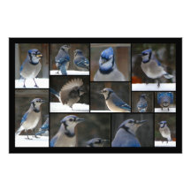 Blue Jay Collage Art Photo