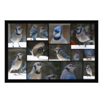 Blue Jay Collage Art Photo