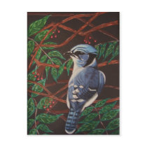 Blue jay Collection