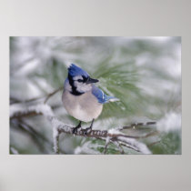 Blue Jay, Cyanocitta cristata
