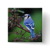 Blue Jay, Cyaoncitta cristata 2 Pins
