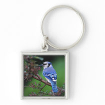 Blue Jay, Cyaoncitta cristata 2 Key Chains