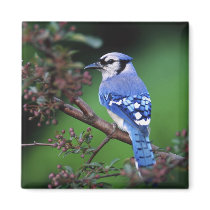 Blue Jay, Cyaoncitta cristata 2 Fridge Magnets