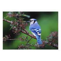 Blue Jay, Cyaoncitta cristata 2