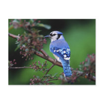 Blue Jay, Cyaoncitta cristata 2 Postcard