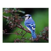 Blue Jay, Cyaoncitta cristata 2 Postcard
