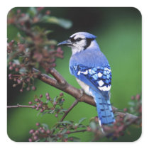 Blue Jay, Cyaoncitta cristata 2 Square Stickers