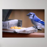 Blue Jay Eating Corn posters