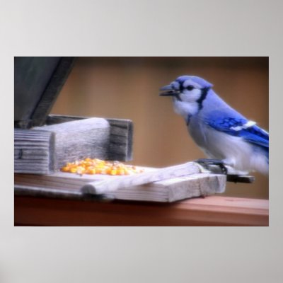 Blue Jay Eating Corn by kkphoto1