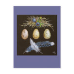 blue jay eggs with blueberries postcard