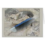 Blue Jay Feather Coordinating Items cards