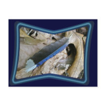 Blue Jay Feather Coordinating Items Post Card