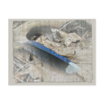 Blue Jay Feather Coordinating Items Post Cards