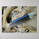 Blue Jay Feather Coordinating Items Poster posters