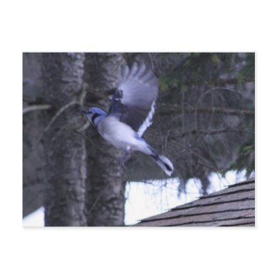 blue jay flying postcards by nynhhrxr