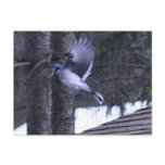 blue jay flying postcards