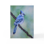 Blue Jay Greeting Card