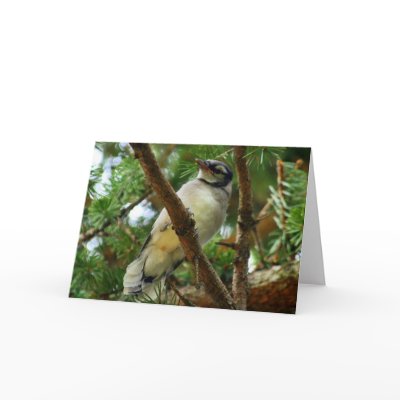 Blue jay Greeting Card by shellmart