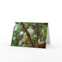 Blue jay Greeting Card
