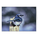 Blue jay greeting cards