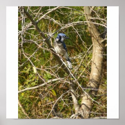 Blue Jay II Print by Matt_Z