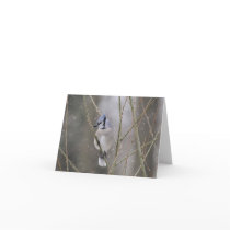 Blue Jay in the Snow Greeting Card