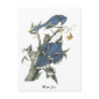 Blue Jay, John Audubon Postcard