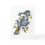 Blue Jay, John James Audubon Card