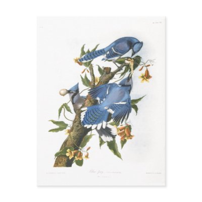 Blue Jay, John James Audubon Post Card by vintagetreasurechest