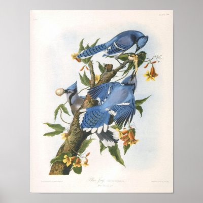 Blue Jay, John James Audubon Poster by vintagetreasurechest